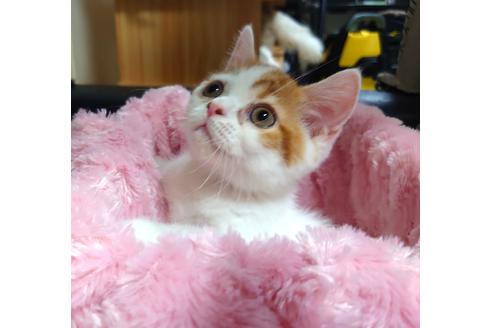 成約済の愛知県のスコティッシュフォールド-31867の4枚目