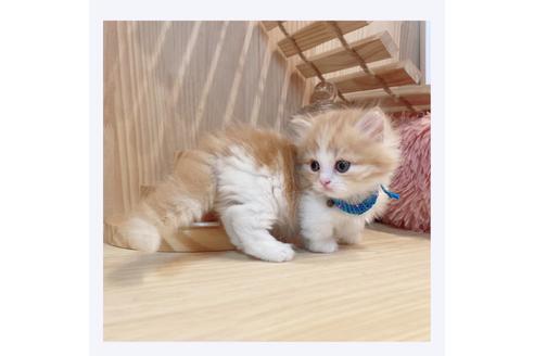 成約済の長野県のマンチカン-33135の2枚目