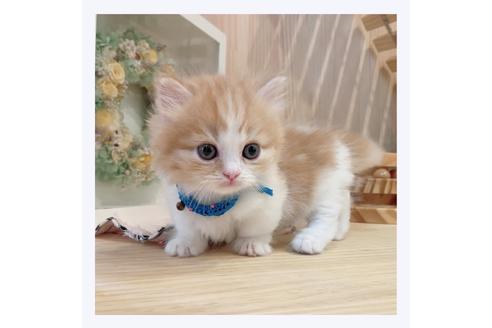 成約済の長野県のマンチカン-33135の4枚目