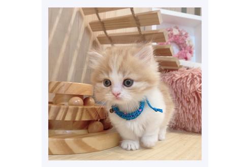 成約済の長野県のマンチカン-33135の3枚目