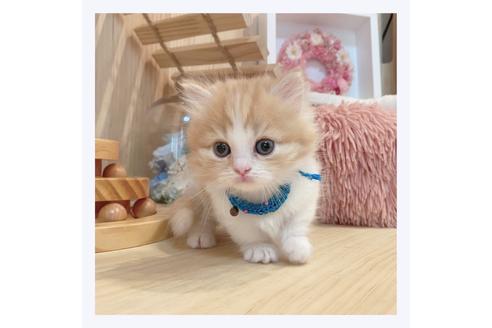 成約済の長野県のマンチカン-33135