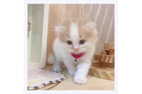 成約済の長野県のマンチカン-33136の4枚目