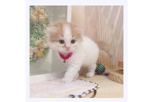 成約済の長野県のマンチカン-33136の5枚目