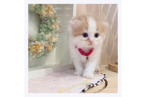 成約済の長野県のマンチカン-33136の2枚目