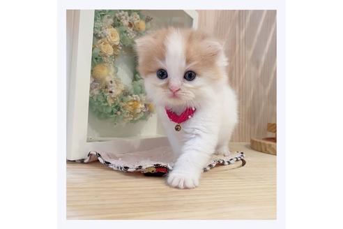 成約済の長野県のマンチカン-33136の1枚目