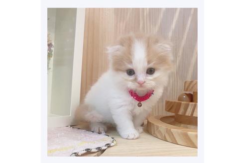 成約済の長野県のマンチカン-33136の3枚目