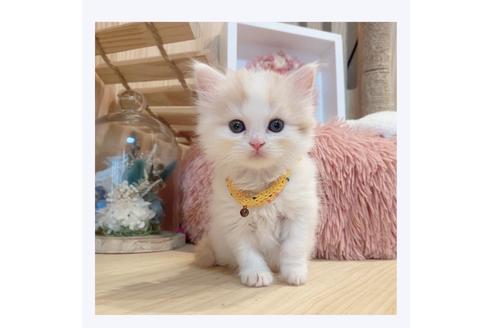 成約済の長野県のマンチカン-33137の4枚目