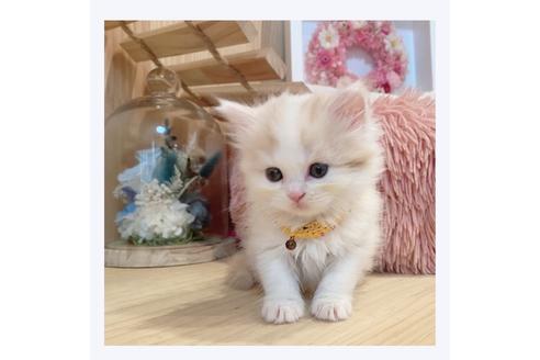 成約済の長野県のマンチカン-33137の3枚目