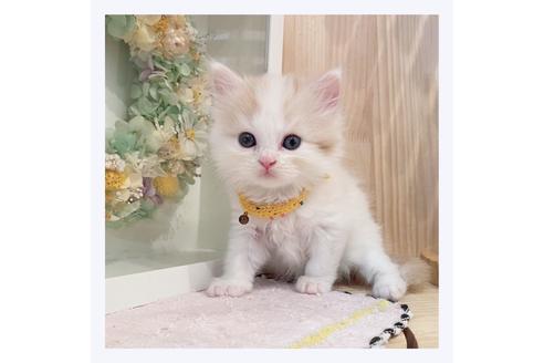 成約済の長野県のマンチカン-33137の5枚目