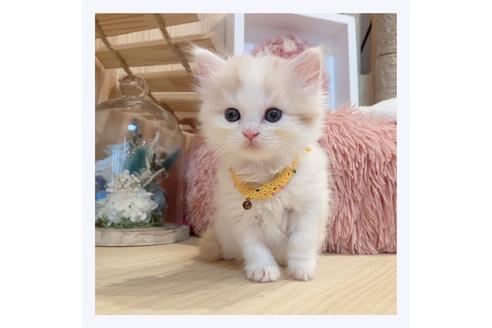 成約済の長野県のマンチカン-33137の1枚目