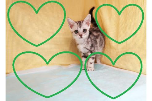 成約済の東京都のアメリカンショートヘア-33142の5枚目