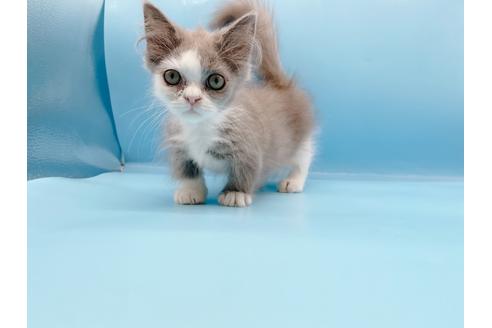 成約済の東京都のマンチカン-31117の8枚目