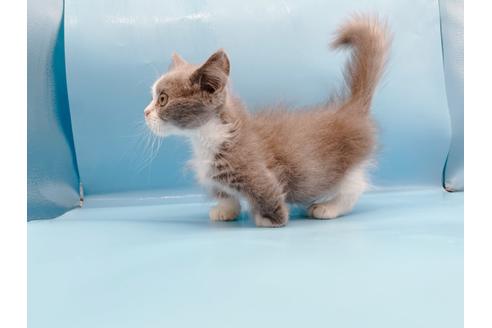 成約済の東京都のマンチカン-31117の3枚目