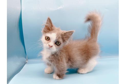 成約済の東京都のマンチカン-31117の1枚目