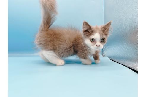 成約済の東京都のマンチカン-31117の5枚目