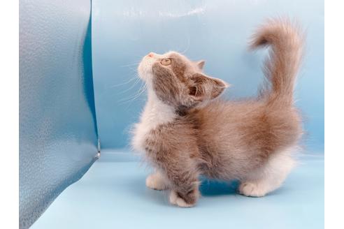 成約済の東京都のマンチカン-31117の6枚目