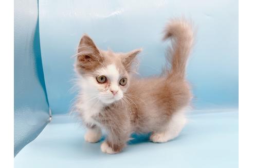 成約済の東京都のマンチカン-31117の2枚目