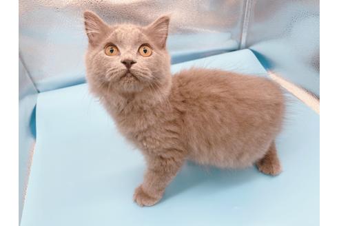 成約済の東京都のその他の猫種-31716の6枚目