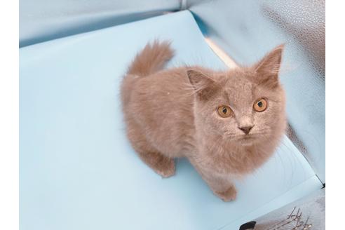 成約済の東京都のその他の猫種-31716の2枚目