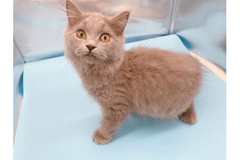 成約済の東京都のその他の猫種-31716の3枚目