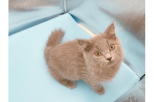 成約済の東京都のその他の猫種-31716の4枚目