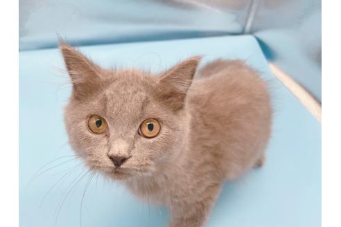 成約済の東京都のその他の猫種-31716の1枚目