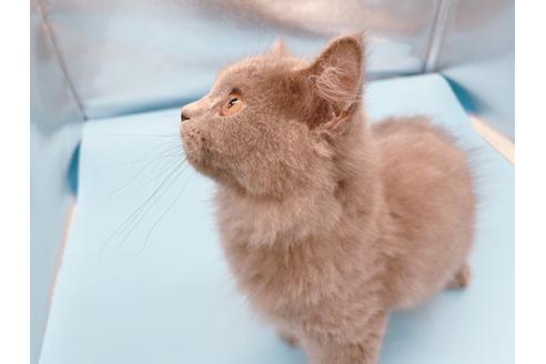 成約済の東京都のその他の猫種-31716の5枚目