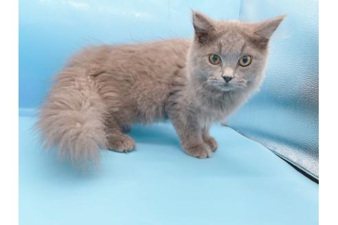 成約済の東京都のその他の猫種-28832の6枚目