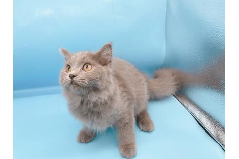 成約済の東京都のその他の猫種-28832の7枚目