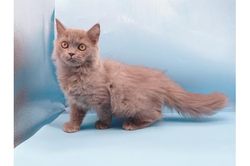 成約済の東京都のその他の猫種-28832の8枚目