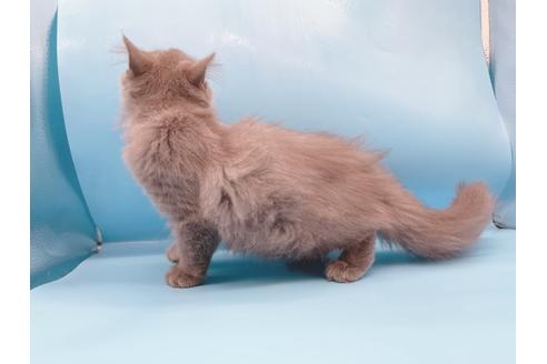 成約済の東京都のその他の猫種-28832の9枚目