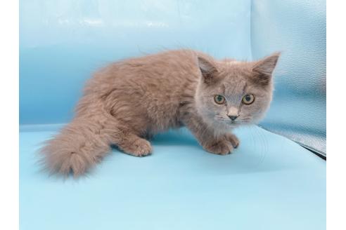 成約済の東京都のその他の猫種-28832の2枚目