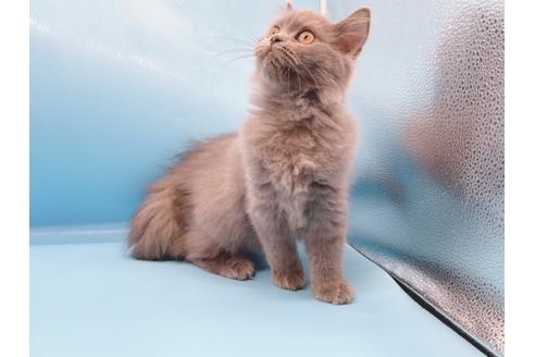 成約済の東京都のその他の猫種-28832の3枚目