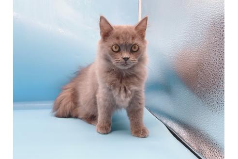 成約済の東京都のその他の猫種-28832の4枚目