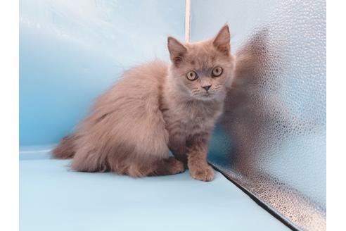 成約済の東京都のその他の猫種-28832の1枚目