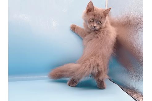 成約済の東京都のその他の猫種-28832の5枚目