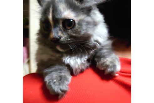 成約済の愛知県のマンチカン-30212の4枚目