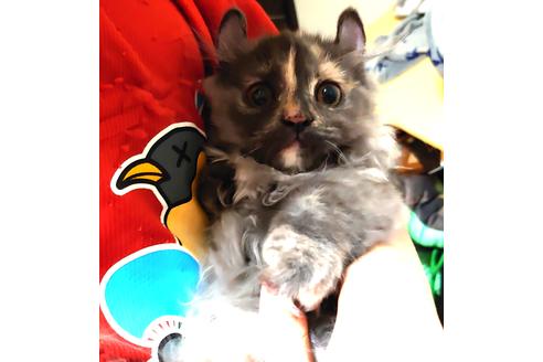 成約済の愛知県のマンチカン-30212の3枚目