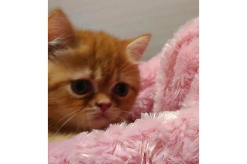 成約済の愛知県のエキゾチックショートヘア-33190の3枚目