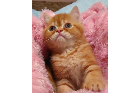 成約済の愛知県のエキゾチックショートヘア-33190の5枚目