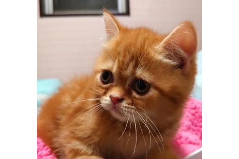 成約済の愛知県のエキゾチックショートヘア-33190