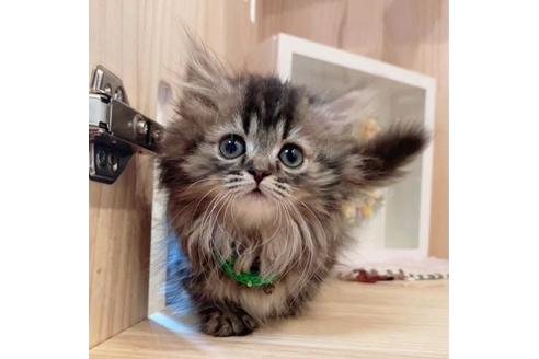 成約済の長野県のミヌエット-33259の2枚目