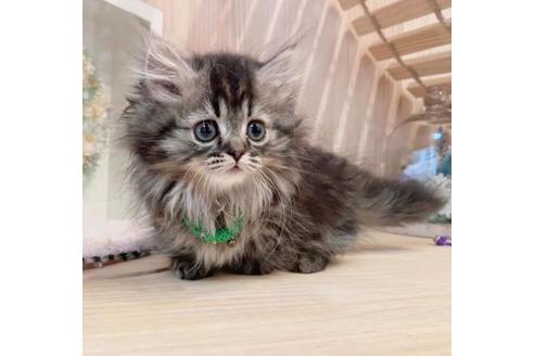 成約済の長野県のミヌエット-33259の5枚目