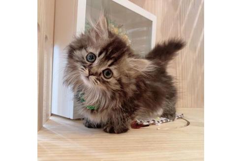 成約済の長野県のミヌエット-33259の1枚目