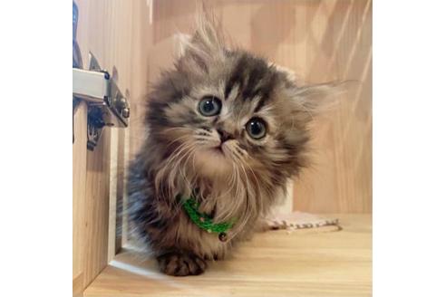 成約済の長野県のミヌエット-33259の3枚目