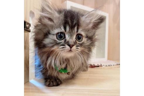 成約済の長野県のミヌエット-33259の4枚目