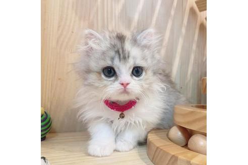 成約済の長野県のミヌエット-33261の7枚目