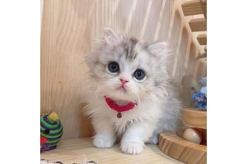 成約済の長野県のミヌエット-33261の8枚目