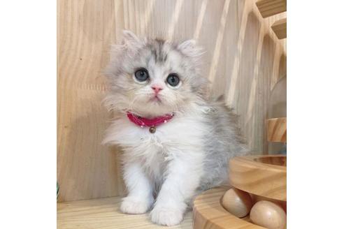 成約済の長野県のミヌエット-33261の6枚目