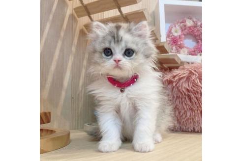 成約済の長野県のミヌエット-33261の9枚目